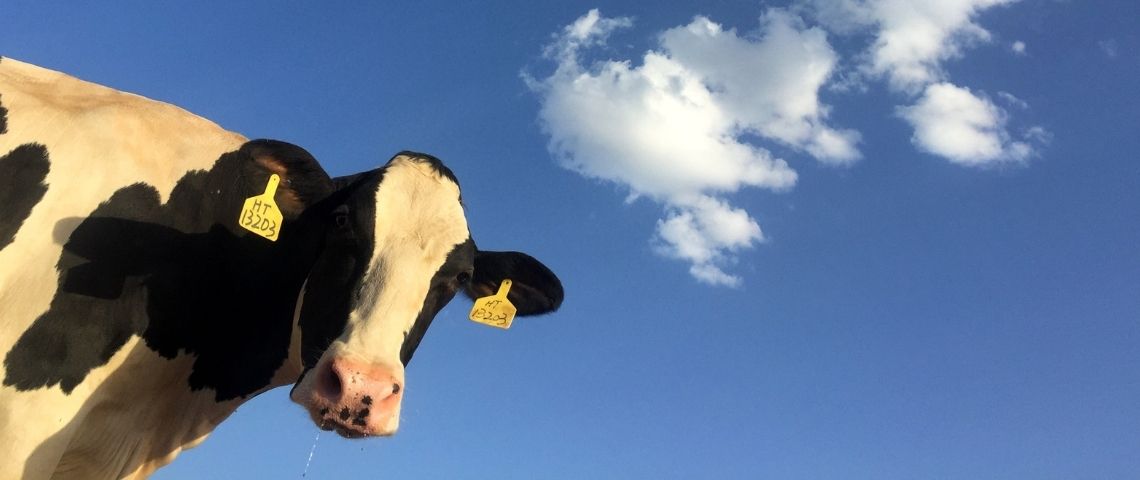 Carrefour s'engage à rémunérer plus justement les producteurs de lait via sa Vache