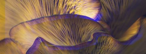 Tendances bien-être 2021 : les champignons Gros plans de champignons