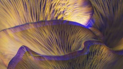 Gros plans de champignons