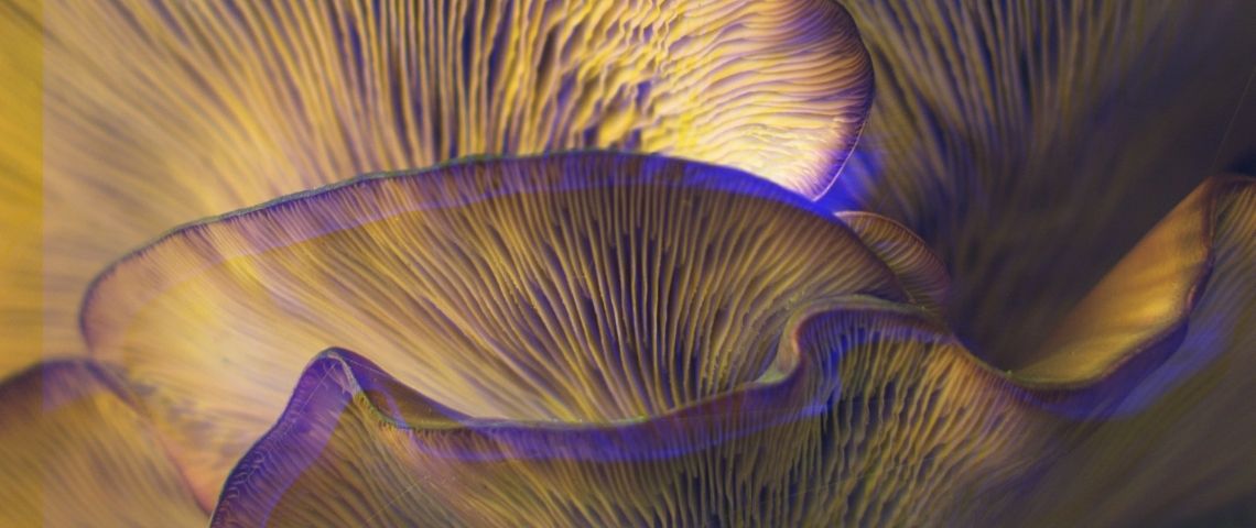 Tendances bien-être 2021 : les champignons Gros plans de champignons