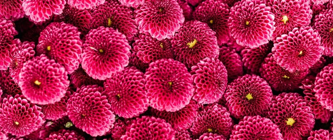 Emova Group s’associe à Uber Eats et lance un nouveau service inédit de livraison de bouquets de fleurs sur toute la France Fleurs roses