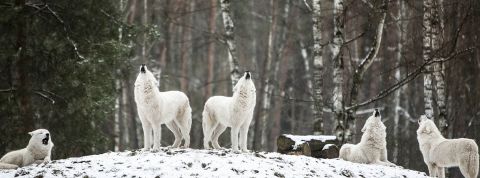 Mila_Kusmenko meute, loups blancs