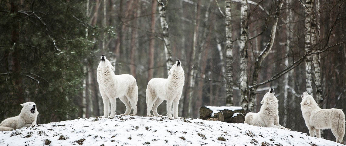 Mila_Kusmenko meute, loups blancs