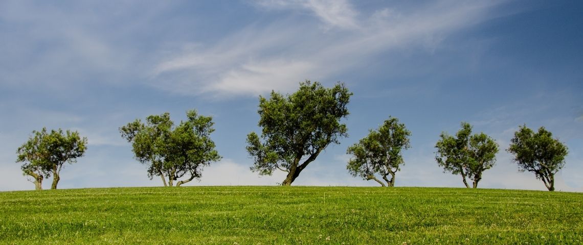 Dans sa toute première campagne publicitaire en communication extérieure et à la télévision, Ecosia promet à ses utilisateurs que leurs recherches, même les plus étranges, planteront des arbres Arbres