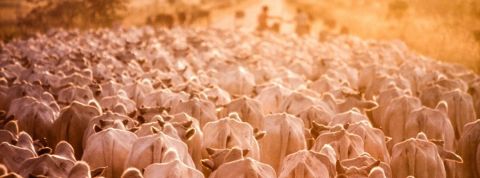 Casino, responsable de la déforestation en Amazonie Un troupeau de vaches au Brésil