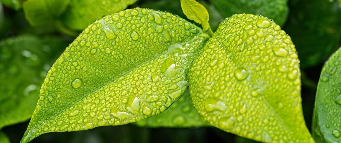 L’Union des marques, association réunissant 230 entreprises de tous secteurs et toutes tailles, annonce plusieurs engagements afin d’accélérer la transition écologique. Feuilles avec des gouttes de pluie