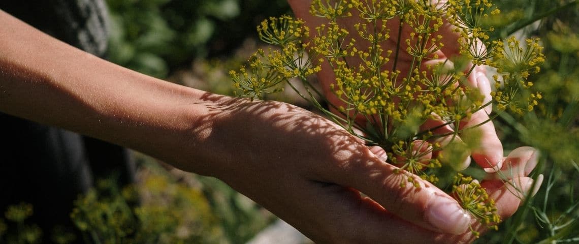 Botanic Main qui tient une plante.