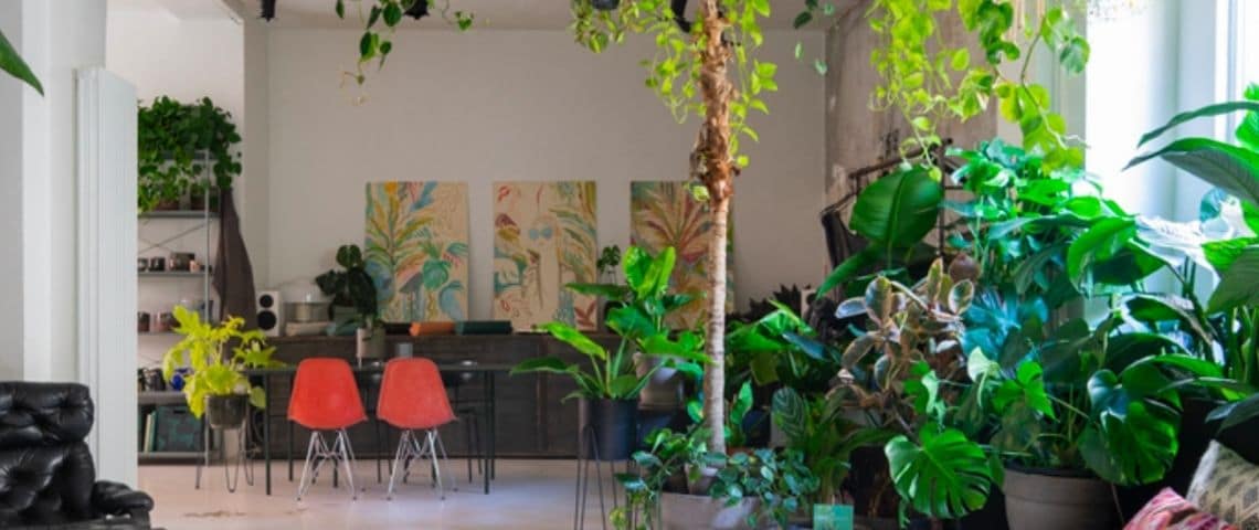aKagreen-végétalisation-plante-Rse-bien-être-au-travail Un bureau avec de nombreuses plantes