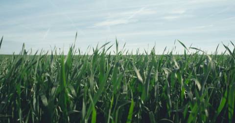 PepsiCo veut mettre en place des pratiques agricoles régénératrices sur 2,8 millions d'hectares d'ici 2030