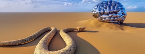 Interview du sociologue Sébastien Lemerle Un serpent et un cerveau humain