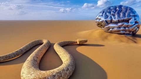 Un serpent et un cerveau humain