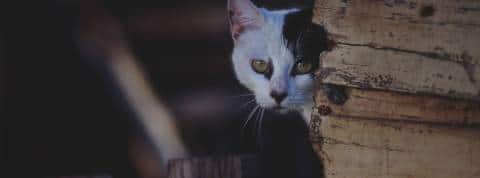 chat-espion WhatsApp génère tout un marché de l’espionnage entre amis, ex, familles, amants…