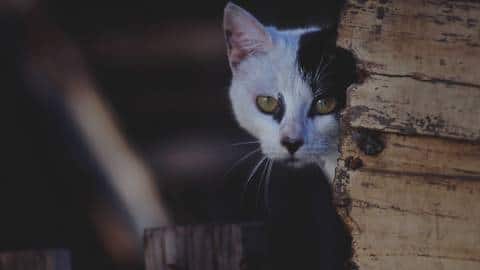 WhatsApp génère tout un marché de l’espionnage entre amis, ex, familles, amants…