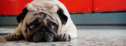 Les propriétaires de chiens appréhendent le retour au bureau et la pet tech en profite Un petit chien carlin à l'air triste allongé par terre