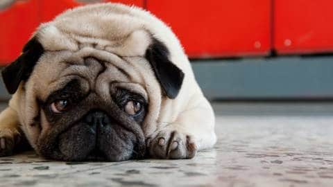 Un petit chien carlin à l'air triste allongé par terre