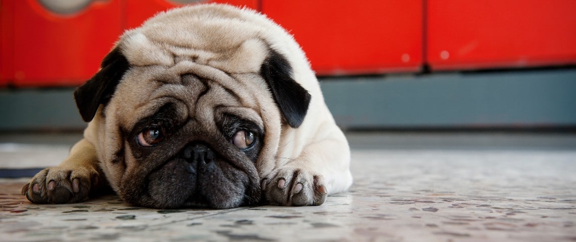 Les propriétaires de chiens appréhendent le retour au bureau et la pet tech en profite Un petit chien carlin à l'air triste allongé par terre