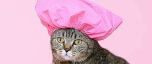 Un chat avec une charlotte de douche rose sur la tête