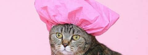 Le Foda, le nouveau mal post-pandémie Un chat avec une charlotte de douche rose sur la tête