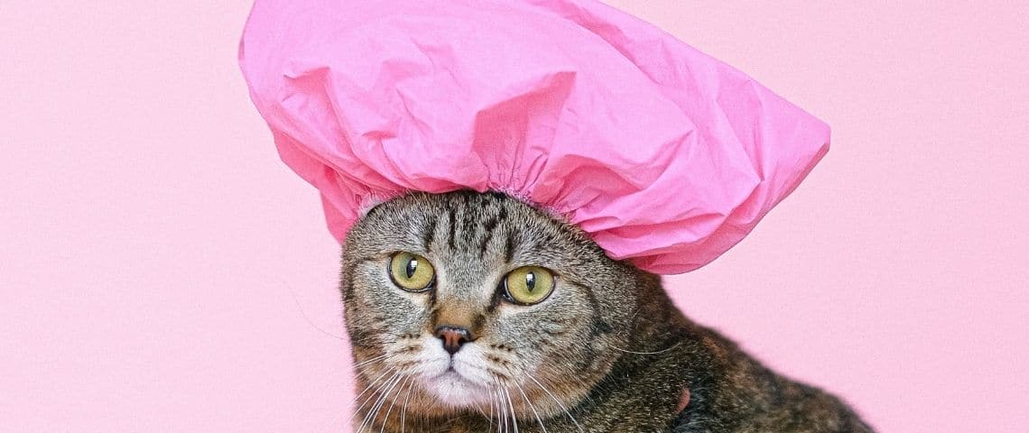 Le Foda, le nouveau mal post-pandémie Un chat avec une charlotte de douche rose sur la tête