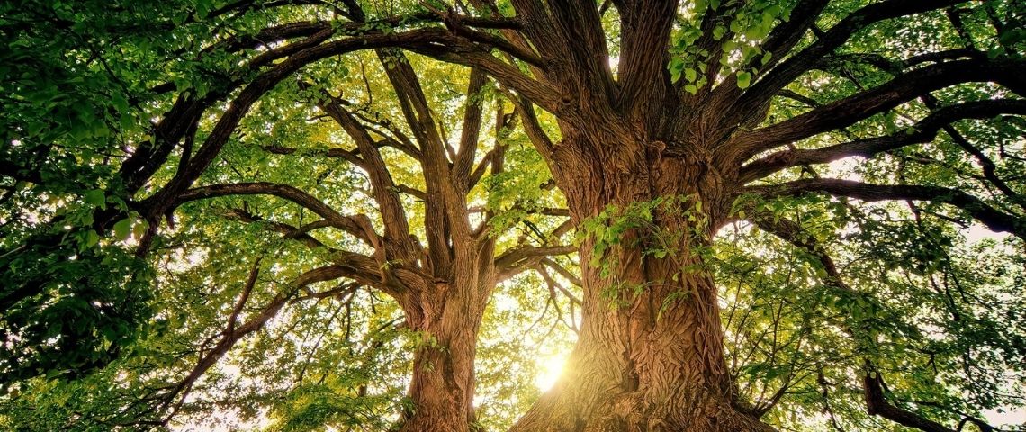 La solution Impact + permet aux marques, agences et régies de mesurer l'impact environnemental de leurs publicités en ligne et d'agir efficacement pour le réduire. Forêt