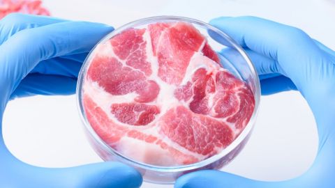 Un steak dans une boîte de pétri