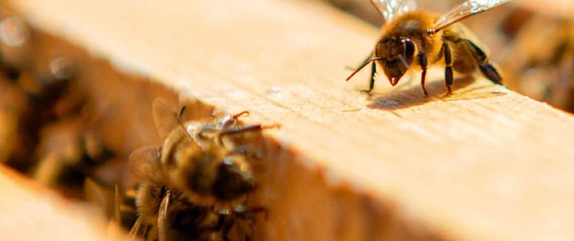Guerlain-journée-mondiale-des-abeilles-engagement-reseaux-sociaux des abeilles dans une ruche