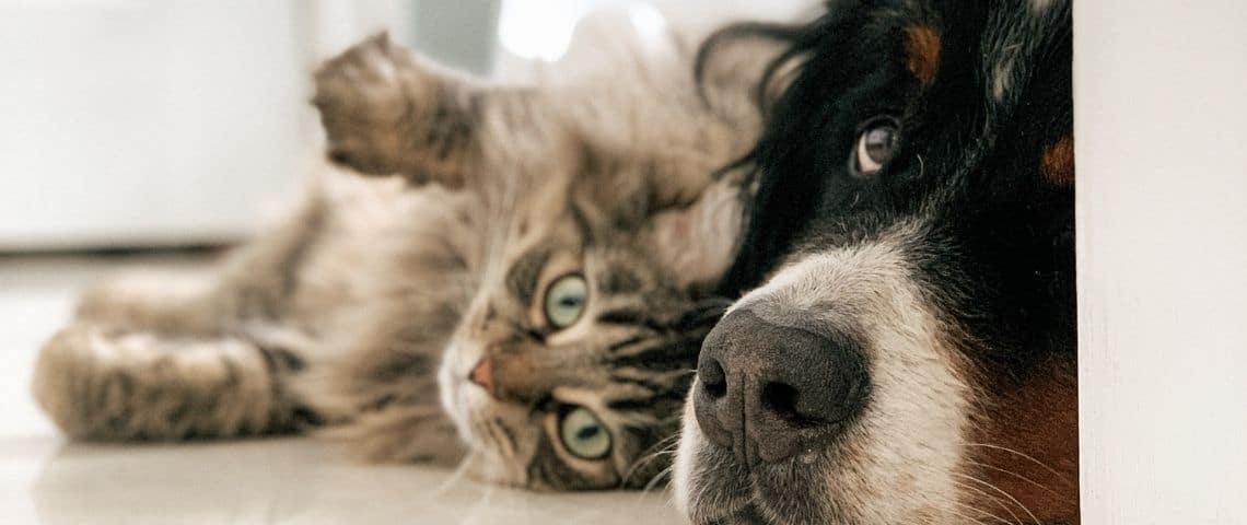 Un Concours Photographique Pour Lutter Contre L Abandon Animal Un Concours Photographique Pour Lutter Contre L Abandon Animal