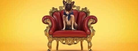 Les clients deviennent-ils des tyrans ? Un petit chien avec une couronne sur un trône