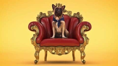 Un petit chien avec une couronne sur un trône