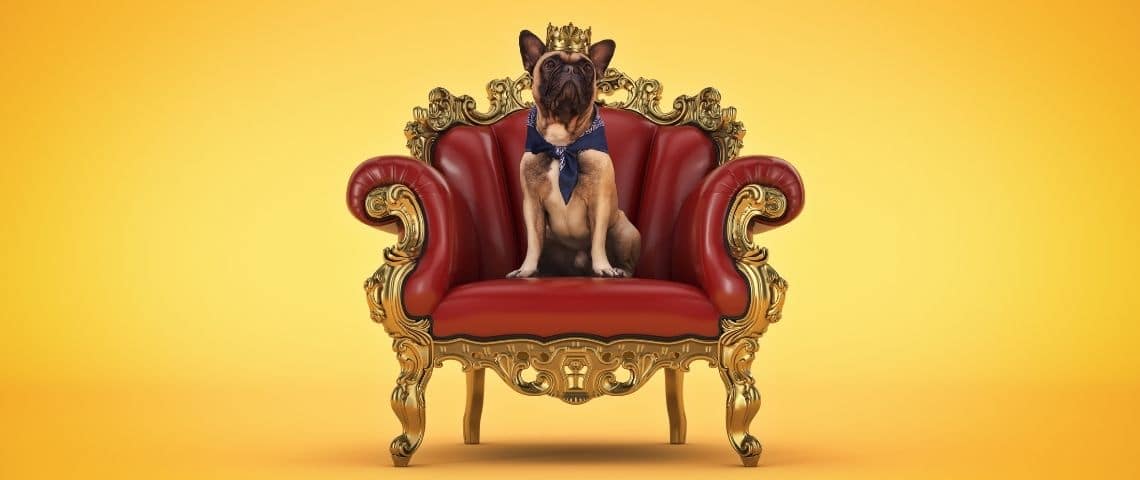 Les clients deviennent-ils des tyrans ? Un petit chien avec une couronne sur un trône