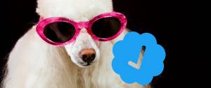 Caniche portant des lunettes de star certifié par le badge bleu de Twitter