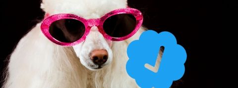Comment obtient-on le badge bleu de Twitter ? Caniche portant des lunettes de star certifié par le badge bleu de Twitter