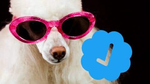Caniche portant des lunettes de star certifié par le badge bleu de Twitter