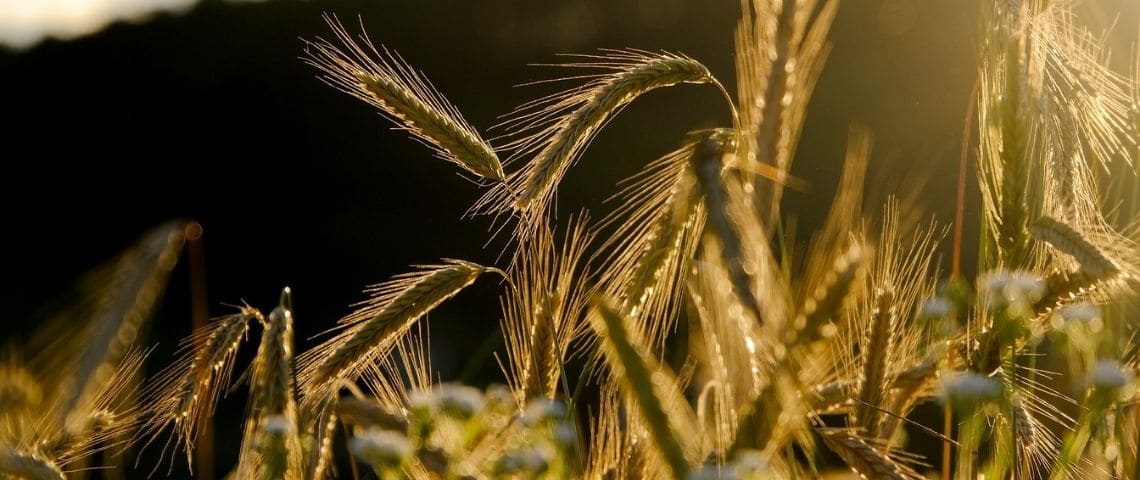 Le label équitable Fairtrade / Max Havelaar s’ouvre aux producteurs français Le label équitable Fairtrade / Max Havelaar s’ouvre aux producteurs français