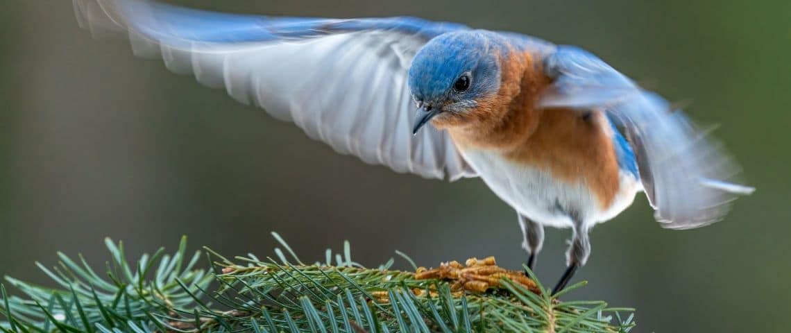 Veolia, choisit « Change Now » pour le lancement d'Open Playground, un programme d’Open Innovation a pour objectif de co-construire les futures innovations du Groupe oiseau