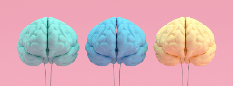 Trois cerveaux colorés sur fond rose Fuite des cerveaux, le truc que Parcoursup n'avait pas prévu