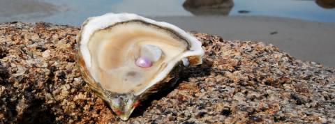 L'homme clitoridien existe-t-il ? Une huître avec une perle à l'intérieur
