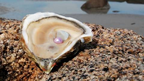 Une huître avec une perle à l'intérieur