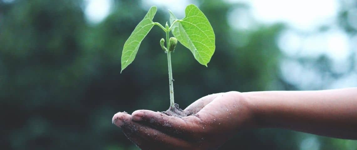 Comprendre la crise écologique pour réinventer l’entreprise » : Un MOOC gratuit et multi niveaux pour se former sur la transition écologique Main avec une graine en train de germer