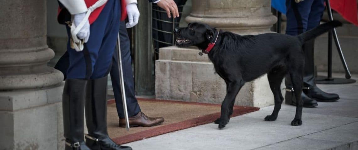 nemo-chien-demmanuel-brigitte-macron-president-republique-francaise-parti-animaliste-politique-campagne-communication Labrador Retriever-Griffon, de robe noire