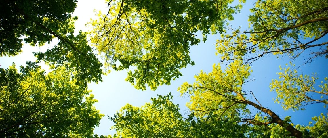 Refoorest, une extension gratuite qui permet à chaque internaute de planter automatiquement et gratuitement des arbres juste en naviguant sur internet comme à son habitude et sans même changer de moteur de recherche. Arbres