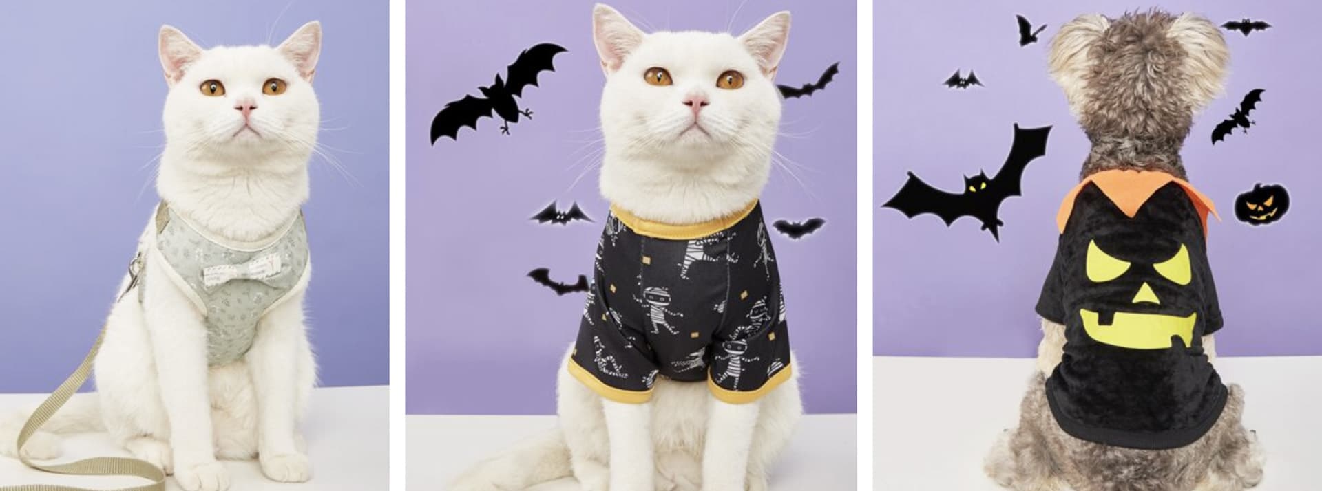 Shein-cats - L'ADN