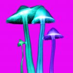 Psylos, champignons hallucinogènes utilisés en microdosing