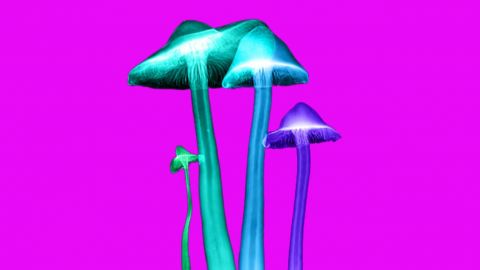 Psylos, champignons hallucinogènes utilisés en microdosing
