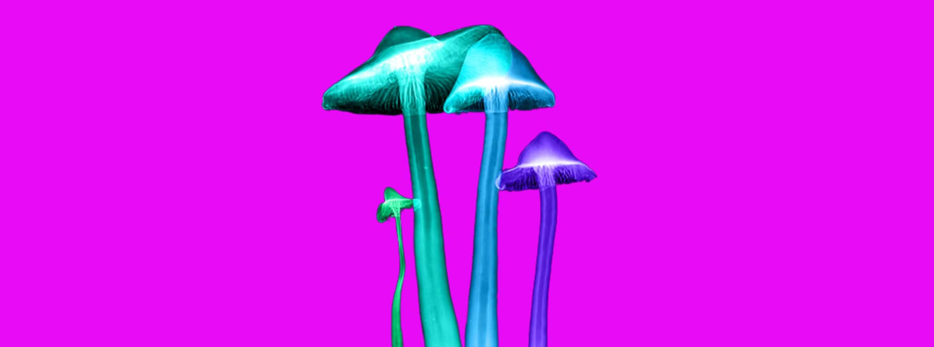 Champignons psylo Psylos, champignons hallucinogènes utilisés en microdosing