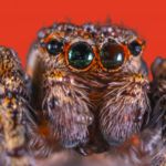 Gros plan d'une mygale