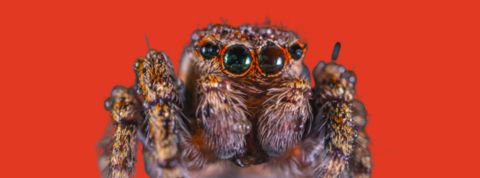 Ekamelev mygale Gros plan d'une mygale