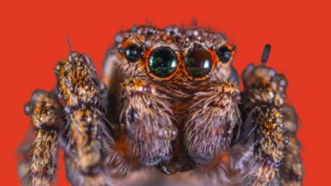 Gros plan d'une mygale