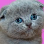 Chat gris interloqué sur fond rose