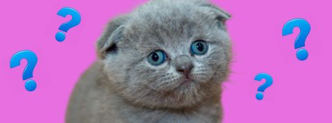 Comment trouver les réponses à toutes vos questions les plus folles Chat gris interloqué sur fond rose